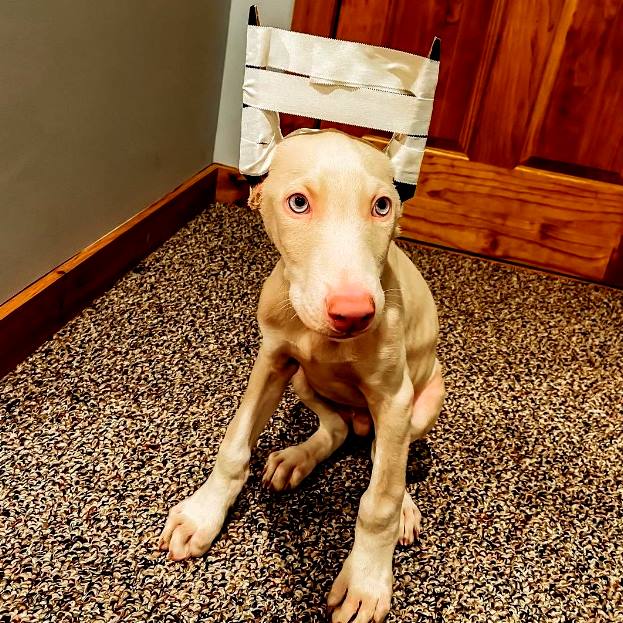 Köpeklerin Kulakları Neden Kesilir